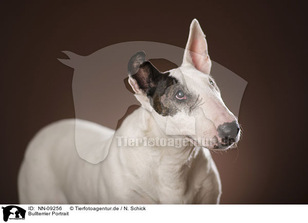 Bullterrier Portrait / NN-09256