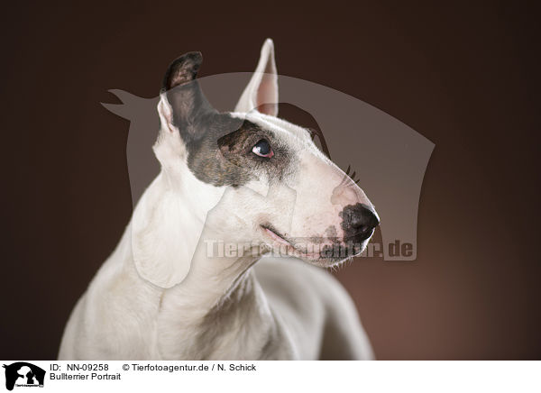 Bullterrier Portrait / NN-09258
