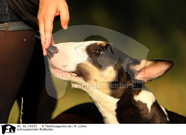 schnuppernder Bullterrier / snuffling Bull Terrier / KL-14257