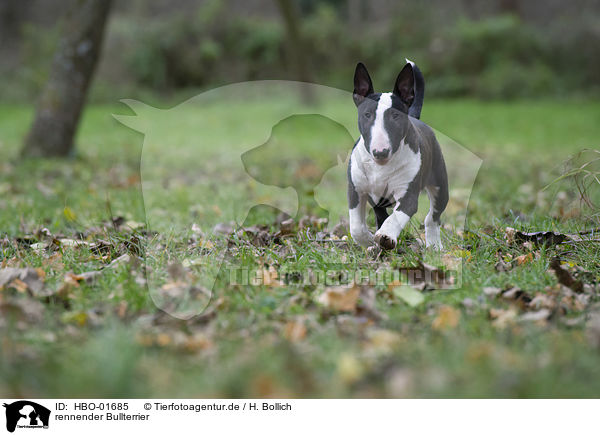 rennender Bullterrier / running English Bull Terrier / HBO-01685