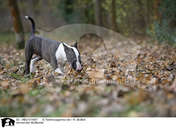 rennender Bullterrier / running English Bull Terrier / HBO-01687