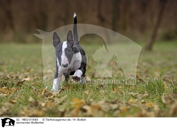 rennender Bullterrier / running English Bull Terrier / HBO-01689