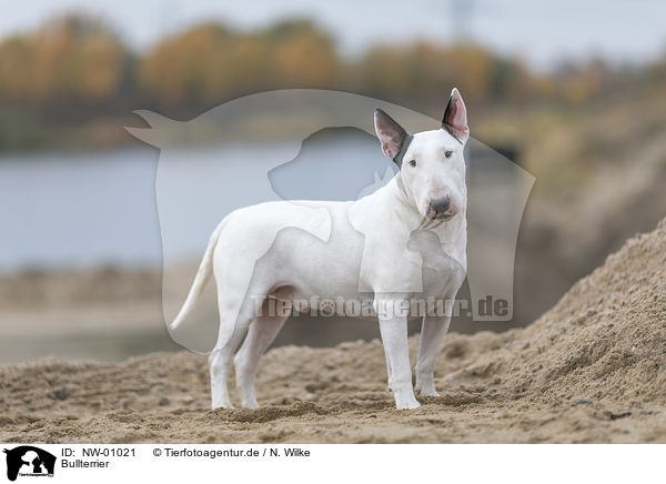 Bullterrier / NW-01021