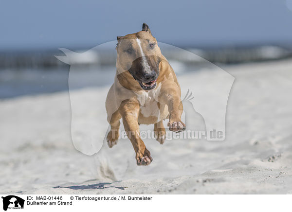 Bullterrier am Strand / MAB-01446