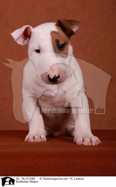 Bullterrier Welpe / Bull Terrier Puppy / HL-01386