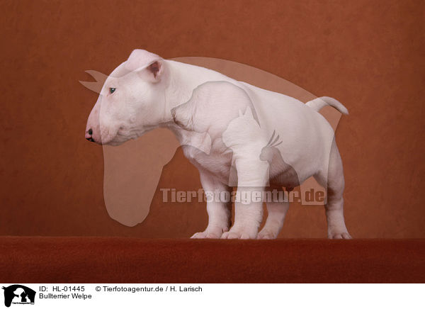 Bullterrier Welpe / Bull Terrier Puppy / HL-01445
