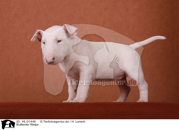Bullterrier Welpe / Bull Terrier Puppy / HL-01448