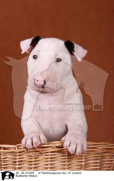 Bullterrier Welpe / Bull Terrier Puppy / HL-01449