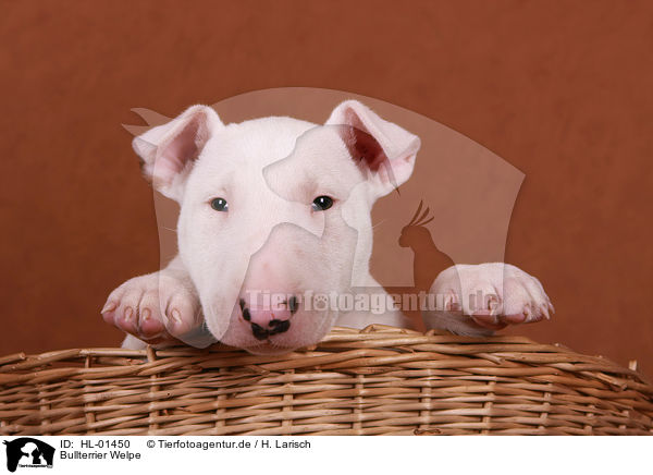 Bullterrier Welpe / Bull Terrier Puppy / HL-01450
