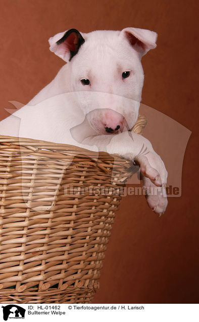Bullterrier Welpe / Bull Terrier Puppy / HL-01462