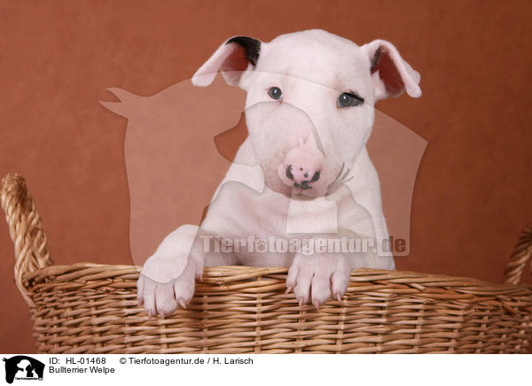 Bullterrier Welpe / HL-01468