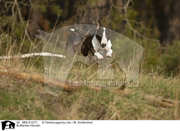 Bullterrier Hndin / female Bull Terrier / MIS-01071