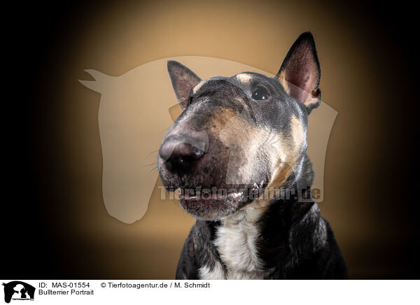 Bullterrier Portrait / MAS-01554