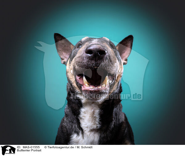 Bullterrier Portrait / MAS-01555