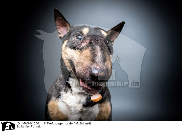 Bullterrier Portrait / MAS-01556