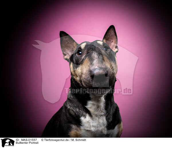 Bullterrier Portrait / MAS-01557