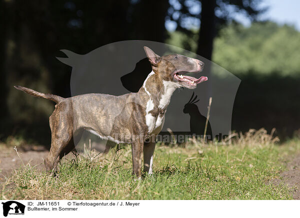 Bullterrier, im Sommer / Bull Terrier in summer / JM-11651