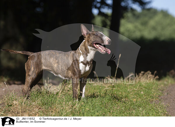 Bullterrier, im Sommer / JM-11652