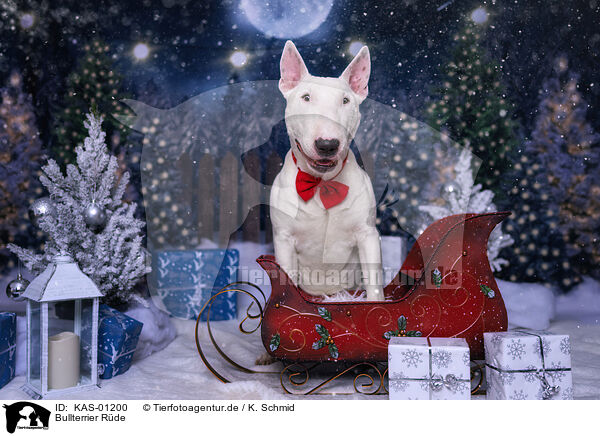 Bullterrier Rde / male Bull Terrier / KAS-01200