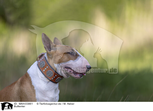 Bullterrier / Bull Terrier / MAH-03861