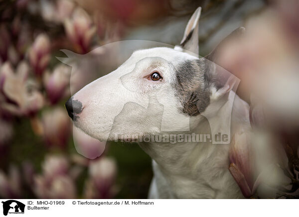 Bullterrier / Bullterrier / MHO-01969