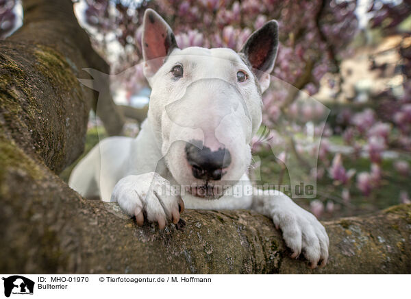 Bullterrier / MHO-01970