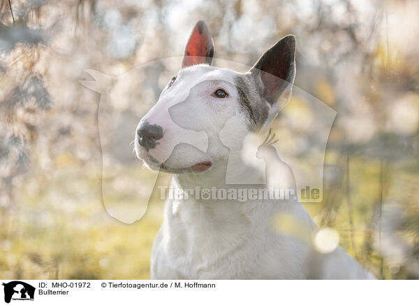 Bullterrier / MHO-01972