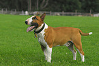 Bullterrier