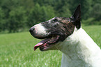 Bullterrier Portrait