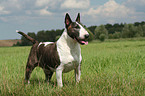 Bullterrier