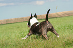 rennender Bullterrier