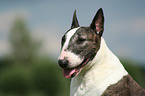 Bullterrier Portrait