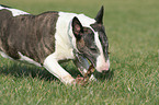 Bullterrier