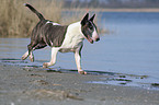 rennender Bullterrier