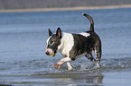 rennender Bullterrier