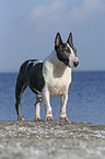 Bullterrier