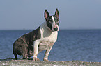 sitzender Bullterrier