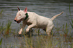 Bullterrier im Wasser