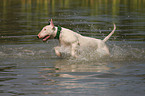 Bullterrier im Wasser