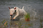 Bullterrier im Wasser