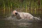 Bullterrier im Wasser