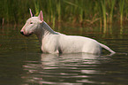 Bullterrier im Wasser