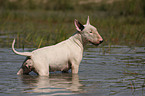 Bullterrier im Wasser