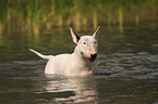 Bullterrier im Wasser