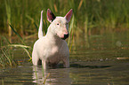 Bullterrier im Wasser