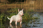 Bullterrier