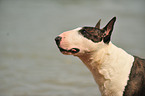 Bullterrier Portrait