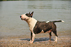 Bullterrier