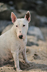 Bullterrier