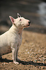 Bullterrier